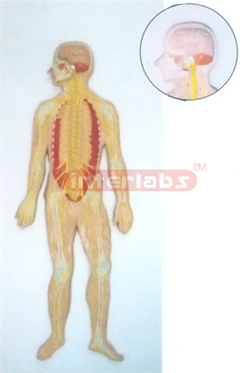 HUMAN COMPOSITIVE SKELETON  & NERVES SYSTEM, WOODEN PLATE (A TYPE)